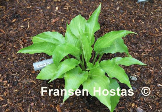 Hosta Grasshopper